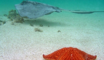 Antigua-Stingray-City3.jpg