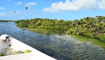 Barbuda-Frigate-Bird-Sanctuary2.jpg
