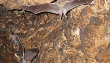 Bat-Cave3.jpg