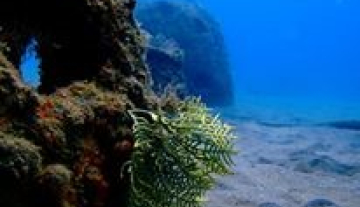 Montserrat-Reef-Conservation-Pro-ject---Underwater-Trail2.jpg