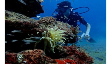 Montserrat-Reef-Conservation-Pro-ject---Underwater-Trail3.jpg