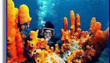Scuba-Diving.jpg