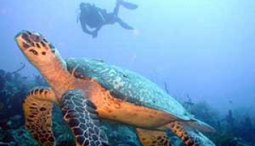 The-Marine-Reserve.jpg
