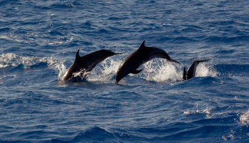Whale-Watching-2.jpg