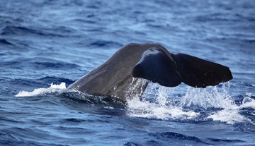 Whale-Watching3.jpg