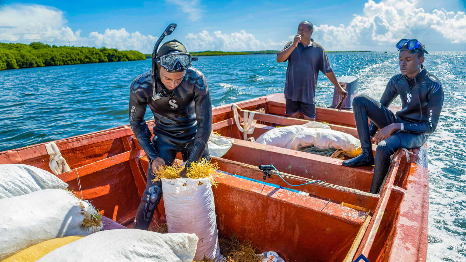 Seamoss Central - export prep