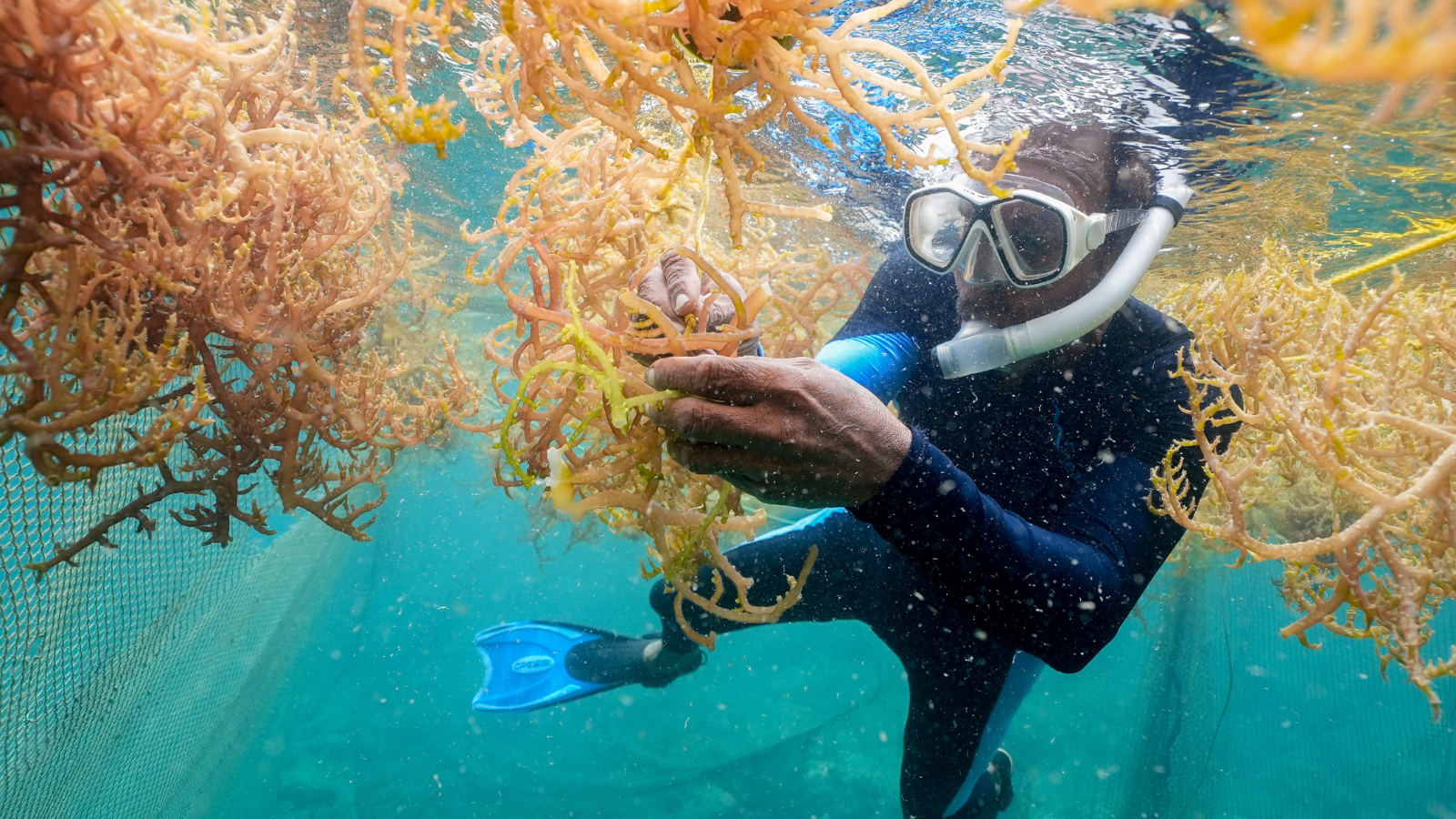 SeaMoss Boss Canouan 3